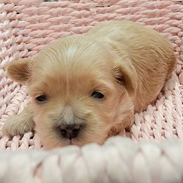 Maltese and Maltipoos from Stephanie Jennings