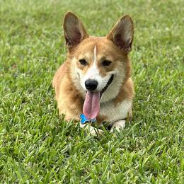 Border Collies and Pembroke Welsh Corgis from Garcia Family Farms