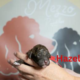 Hazelnut - Brown female Poodle puppy in Spring Branch, Texas from Mezzo Poodles