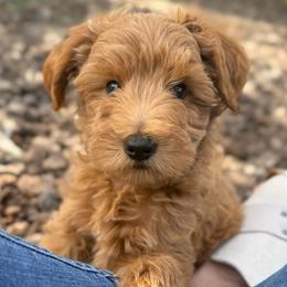 Rocky Road - Red  male Goldendoodle puppy in Modesto, California from Central Valley Canine Companions