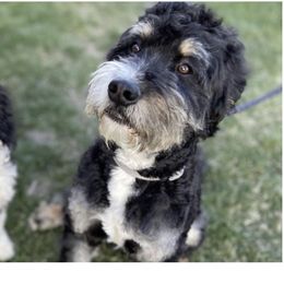 Bruno - Bernedoodle