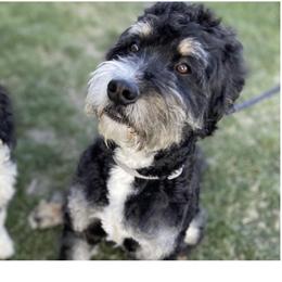 Bruno - Bernedoodle