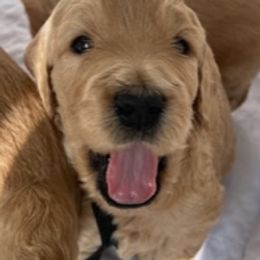 Goldendoodle Puppies from Jasperdoodle.com
