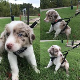 Australian Shepherd Puppies from Timber Creek Aussies
