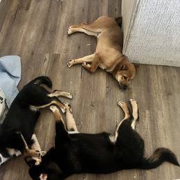 Shiba Inu Puppies from Haste