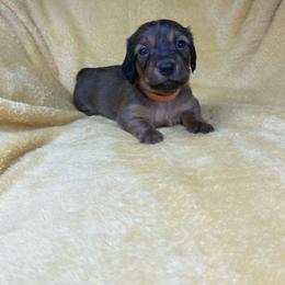 Fischer - Red male Dachshund puppy in Richmond, Virginia from Paw Prints