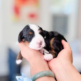 Butch-Light Blue - Tri-color male Bernedoodle puppy in Ontario, California from Teddy Doodles & Standard Poodles