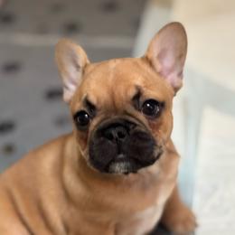 Magnolia (Maggie) - Fawn female French Bulldog puppy in Newport, Oregon from Blue Coast Bulldogs