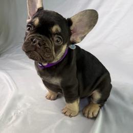 Benito - Black and tan male French Bulldog puppy in Lehi, Utah from Kellysbulldogs