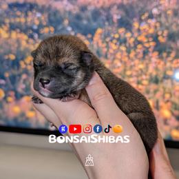 KAZU - Sesame male Shiba Inu puppy in Minnesota from BonsaiShibas