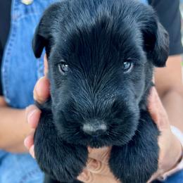Giant Schnauzer and Miniature Schnauzer Puppies from My Angel Schnauzers