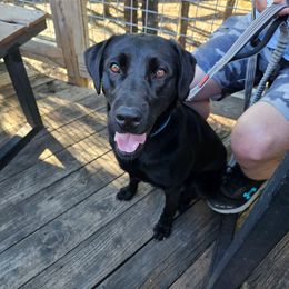 Raven - Black female Labrador Retriever puppy in Liberty Hill, Texas from Mariani Labrador Retrievers