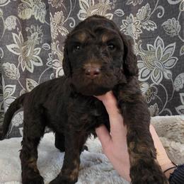 Ember - Phantom female Poodle puppy in New York from Powder Puff Poodles