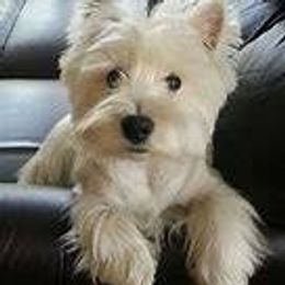 Norfolk Terrier All Grown Up from Ilana's Norfolk Terriers