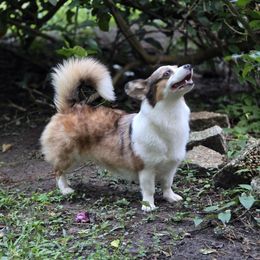 Poppi - American Corgi