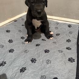 Kong - Black male Great Dane puppy in Albuquerque, New Mexico from Legacy Danes