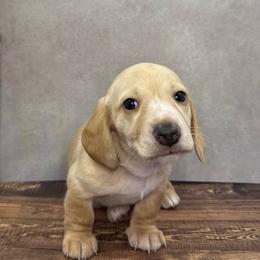 Soleil - Red female Dachshund puppy in Bowerston, Ohio from Hangin’ H Kennels, LLC