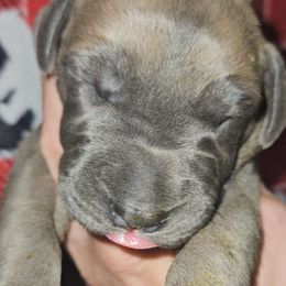 Tarragon - Blue male Great Dane puppy in Biscoe, North Carolina from Clouser's Bodacious Danes