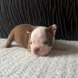 Annie - Red female Boston Terrier puppy in Charlotte, Michigan from Witselle Bostons