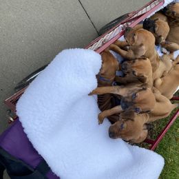 Rhodesian Ridgeback Puppies from Ivorymoon Rhodesian Ridgebacks