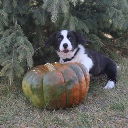 Cardigan Welsh Corgi Puppies from Rowe Family