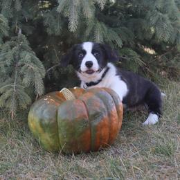 Cardigan Welsh Corgi Puppies from Rowe Family