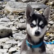 Skyla - Alaskan Klee Kai