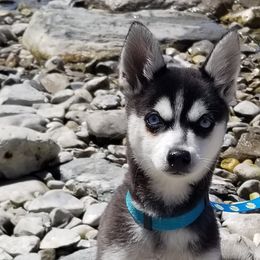 Skyla - Alaskan Klee Kai