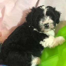 Havanese from Heart Of My Heart Havanese