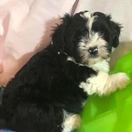 Havanese from Heart Of My Heart Havanese
