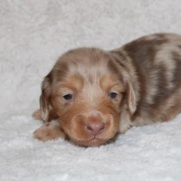 Tootsie - Dapple female Dachshund puppy in Powderly, Texas from Kuttin’ Up Mini Aussies