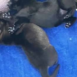German Shepherd Puppies from German Shepherds of Virginia