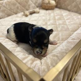 Yorkipoo and Yorkshire Terrier Puppies from OK Puppies LLC