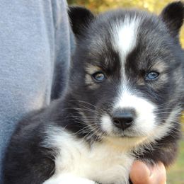 Pomsky and Siberian Husky Puppies from Beastly Beauties Huskies & Pomskies