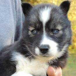 Pomsky and Siberian Husky Puppies from Beastly Beauties Huskies & Pomskies