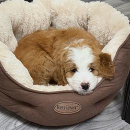 Bernedoodle Puppies from Palmetto Bernedoodles Boutique