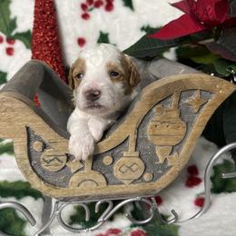 Astrid - Parti female Goldendoodle puppy in Roseburg, Oregon from Dbos Furry Friends