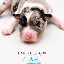 Girl 4 - female Australian Shepherd puppy in Gowen, Michigan from XA AUSTRALIAN SHEPHERDS