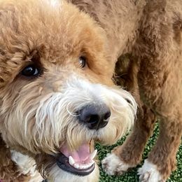 Goldendoodles, Labradoodles, Labrador Retrievers, and Poodles from CherokeeCreekLabradors&Doodles