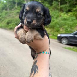 Eli - Black and tan female Dachshund puppy in Maidsville, West Virginia from L&B Lowriders