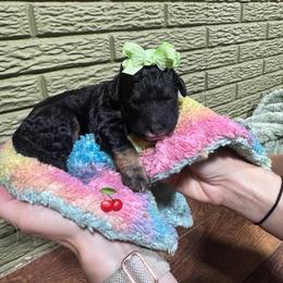 Cherry - Tri-color female Bernedoodle puppy in Carmichaels, Pennsylvania from JensenBelle Doodles