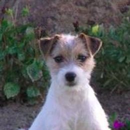 Jack Russell Terriers from Diggin West Jack Russells
