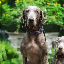 Weimaraners from Velocity Weimaraners