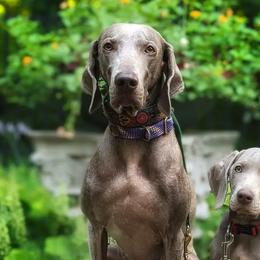 Weimaraners from Velocity Weimaraners