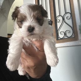 Lady Mabel - Brown female Maltipoo puppy in Southern,, California from Maltipoo Tiny Pups & More