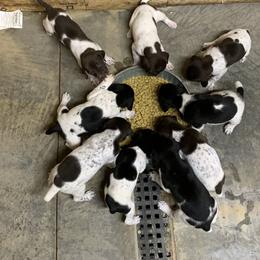 German Shorthaired Pointer Puppies from Down N Birdie Gundogs LLC
