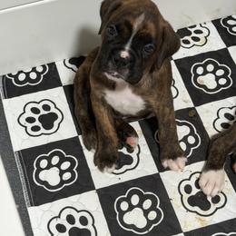 Moose - Brindle male Boxer puppy in Norwich, Connecticut from Blazing Boxers