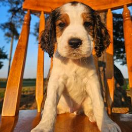 Hunter - Black white and tan male English Springer Spaniel puppy in Columbia, North Carolina from Columbia Spaniels