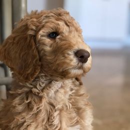 Misha - Poodle