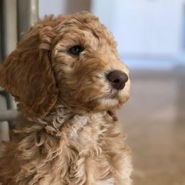 Misha - Poodle